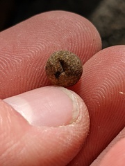 Callirhytis quercusagrifoliae