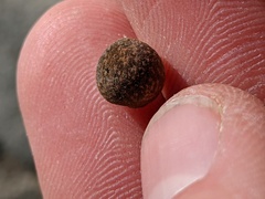 Callirhytis quercusagrifoliae