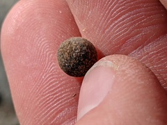 Callirhytis quercusagrifoliae