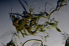 Tolypella canadensis