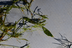 Tolypella canadensis