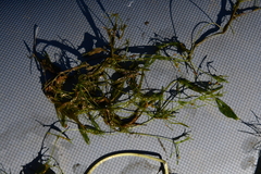 Tolypella canadensis