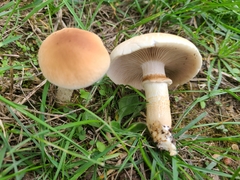 Cyclocybe aegerita