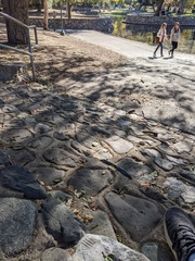 Callirhytis quercusagrifoliae