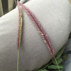 Hordeum brevisubulatum