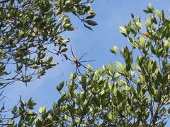 Nephila vitiana