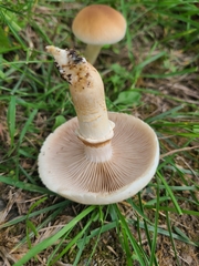 Cyclocybe aegerita