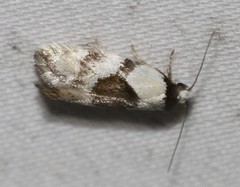 Euphiltra epilecta