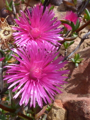 Lampranthus pakhuisensis