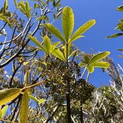 Pseudopanax colensoi