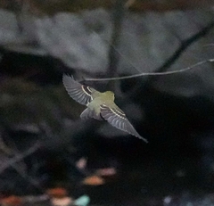 Empidonax