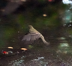 Empidonax