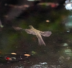 Empidonax
