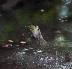 Empidonax