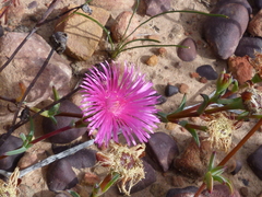 Lampranthus pakhuisensis