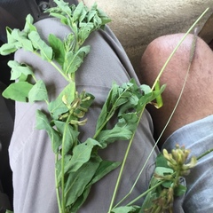 Astragalus glycyphylloides