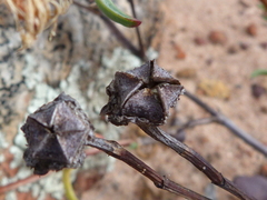 Lampranthus pakhuisensis