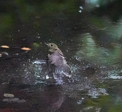 Empidonax