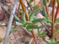 Lampranthus pakhuisensis