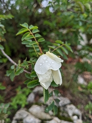 Rosa spinosissima