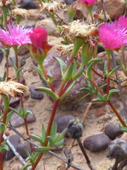 Lampranthus pakhuisensis