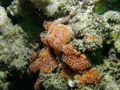 Aplidium benhami
