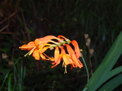 Crocosmia
