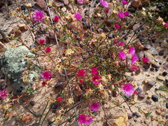 Lampranthus pakhuisensis
