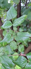 Clematis vitalba