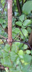 Clematis vitalba