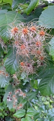 Clematis vitalba