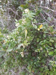 Cynanchum ellipticum