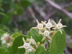 Cynanchum ellipticum