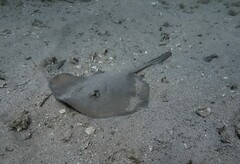 Trygonoptera testacea