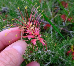 Grevillea preissii glabrilimba