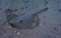 Trygonoptera testacea