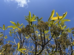 Pseudopanax colensoi