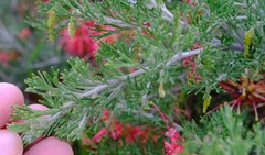 Grevillea preissii glabrilimba