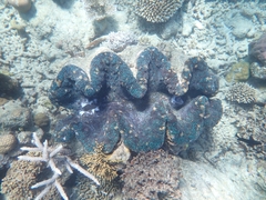 Tridacna gigas