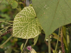 Ipomoea parasitica