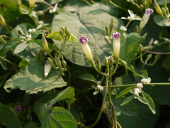 Ipomoea parasitica