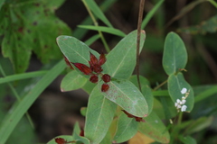 Hypericum virginicum