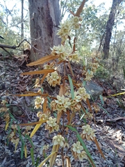 Lasiopetalum ferrugineum
