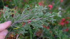 Grevillea preissii glabrilimba