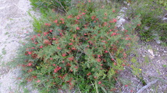 Grevillea preissii glabrilimba