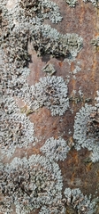 Physcia caesia