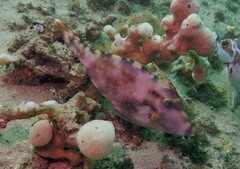 Meuschenia trachylepis