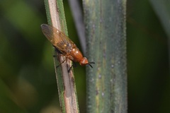 Lauxaniidae