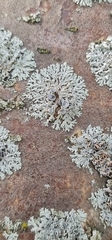 Physcia caesia
