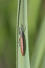 Eurispa vittata